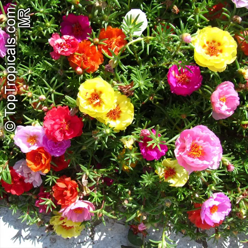 Portulaca
