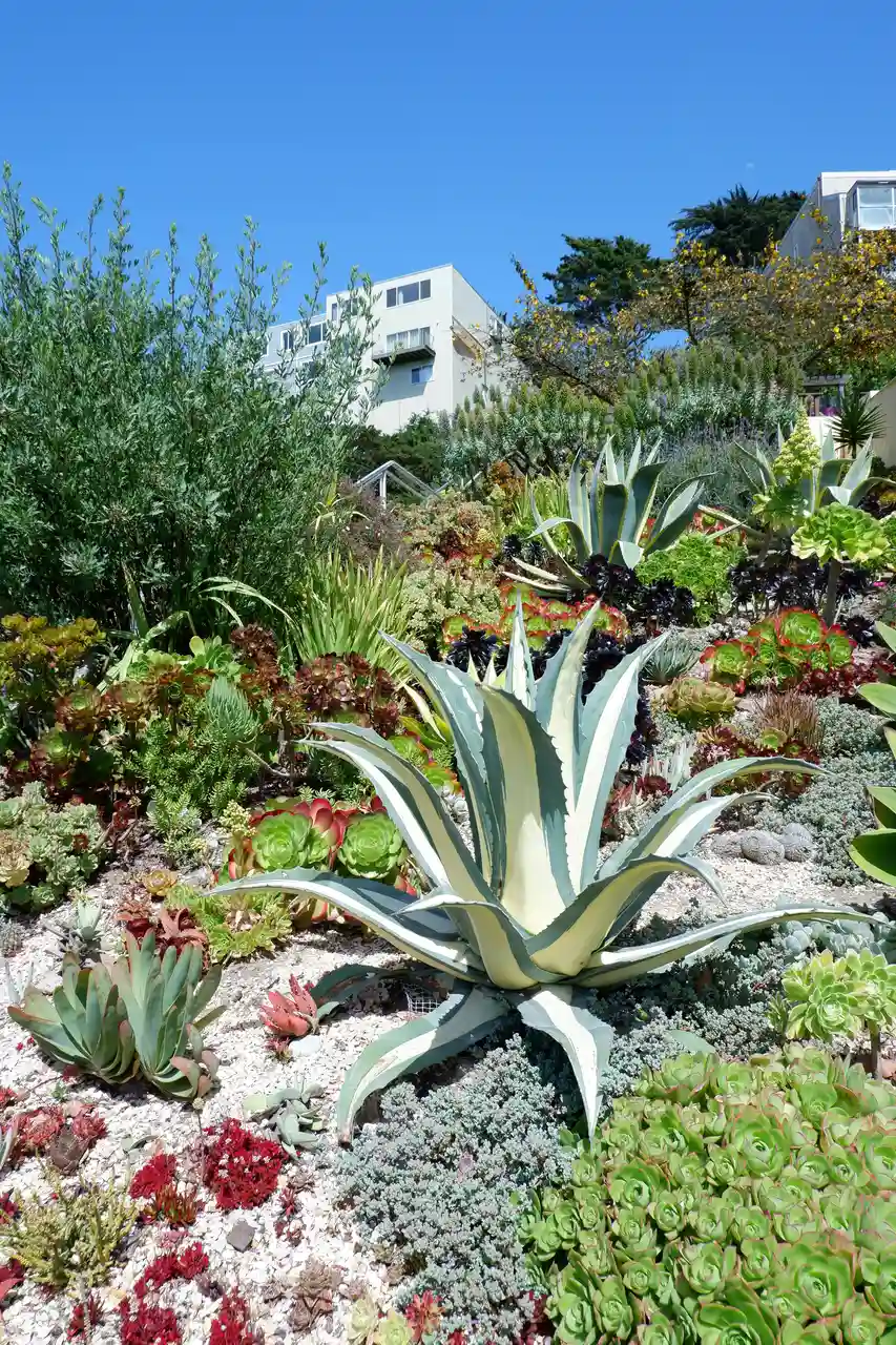 Agave