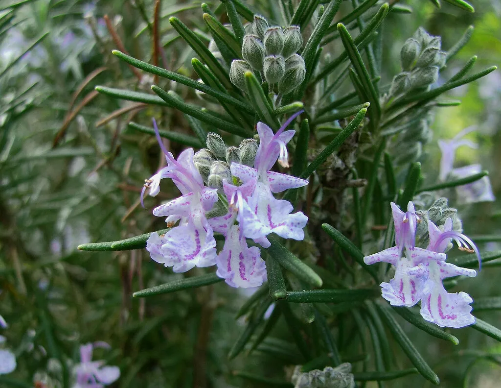 Rosemary