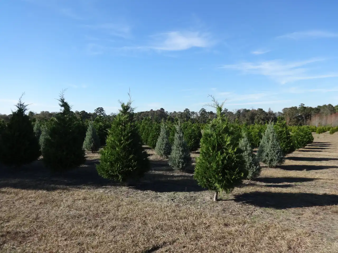 Leyland Cypress