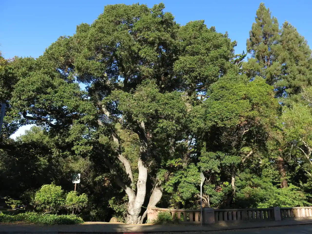 Live Oak