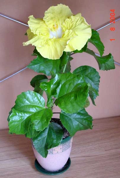 Hibiscus