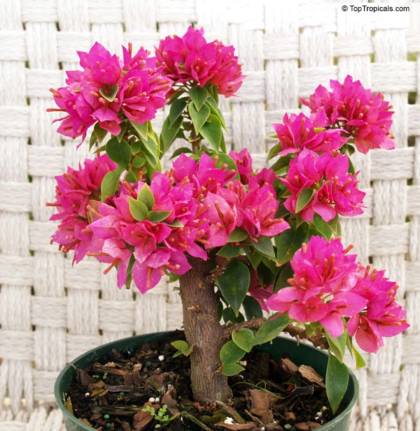 Bougainvillea